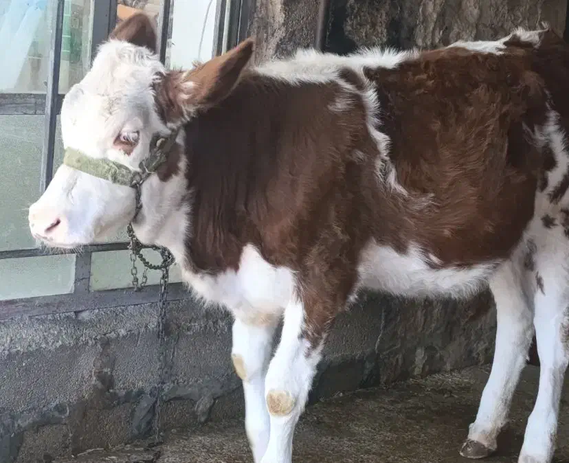 گوساله سیمینتال|حیوانات مزرعه|زرنه, |دیوار