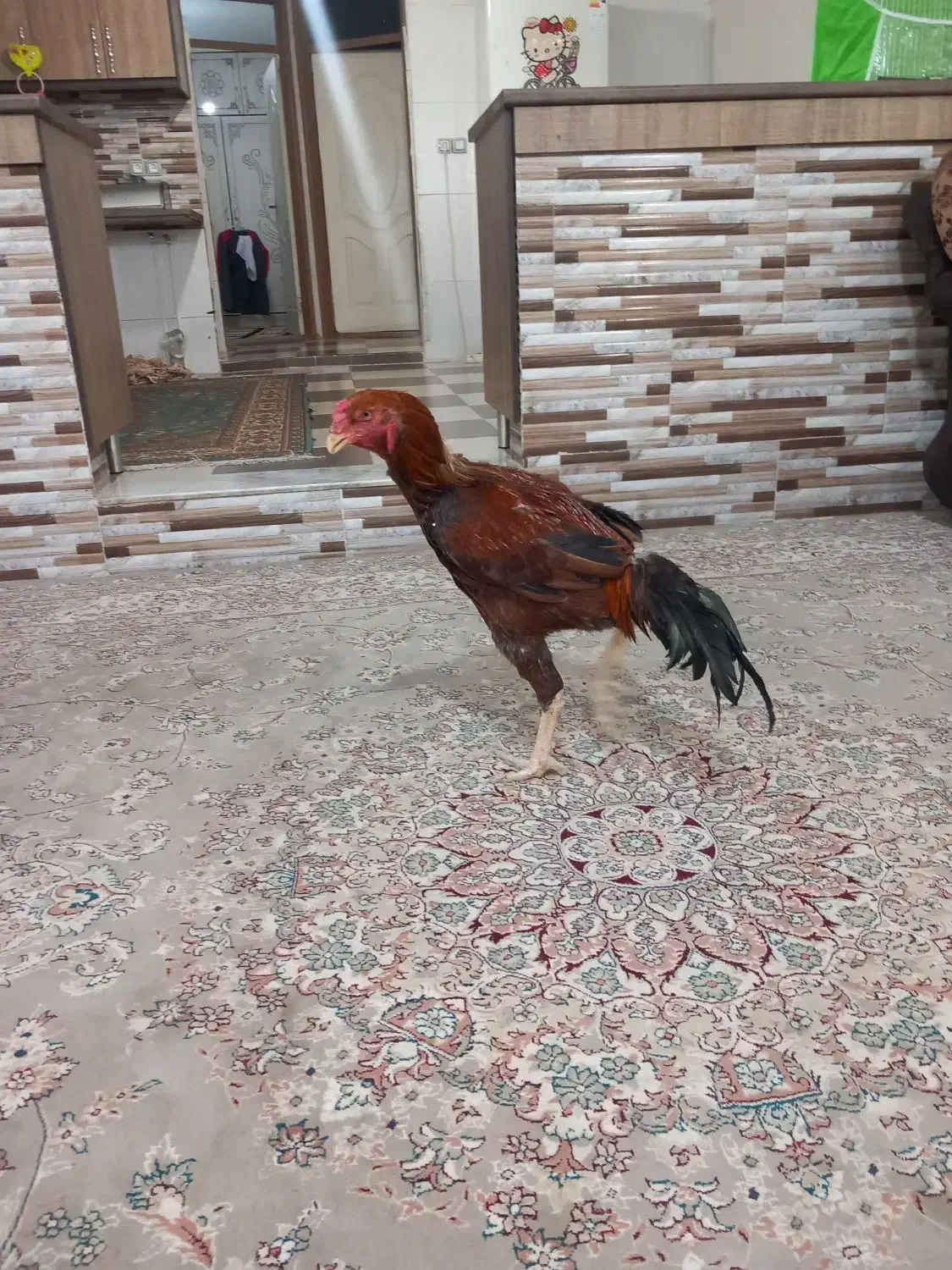 خروس لاری ۴دنگ|حیوانات مزرعه|سبزوار, باهنر|دیوار