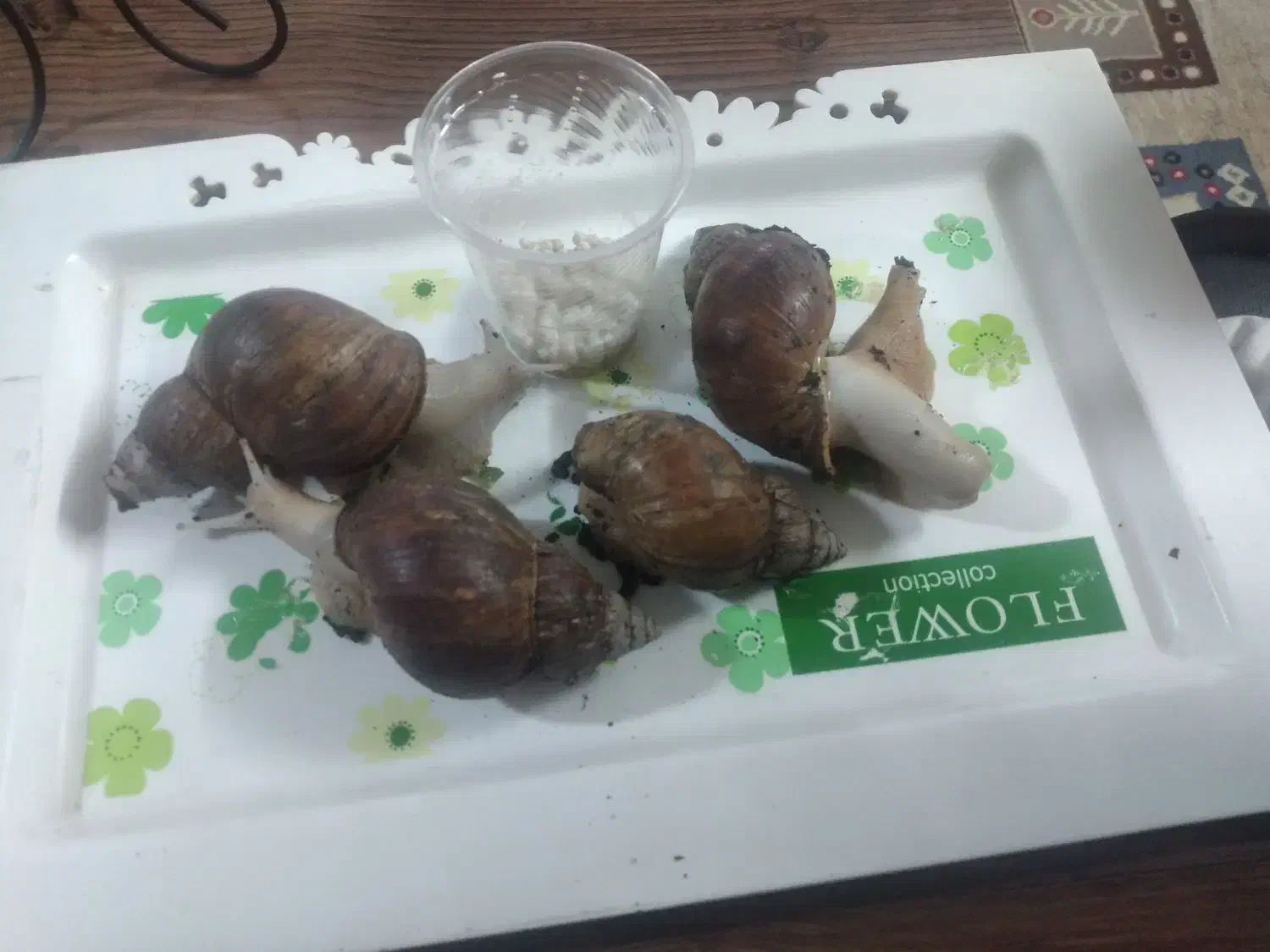 حلزون مولد|خزنده|قم, قلعه کامکار|دیوار