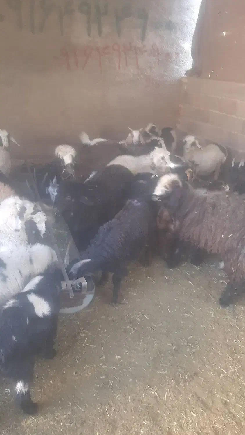 گوسفند زنده کهره بره|حیوانات مزرعه|شیراز, محمدیه|دیوار