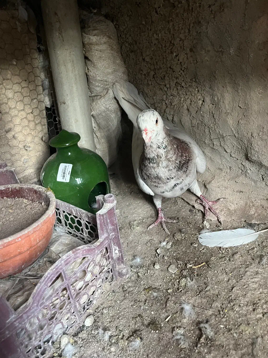 نر سرور|پرنده|طالقان, |دیوار