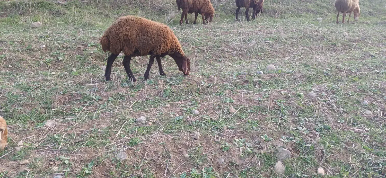 بره نر همووچند قلو زا خالص.|حیوانات مزرعه|خدا آفرین, |دیوار