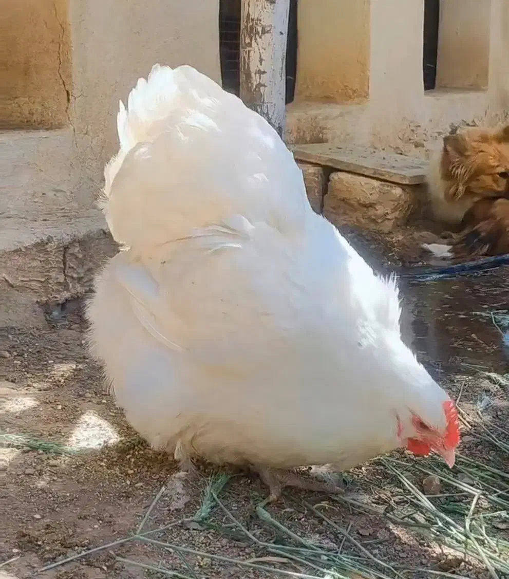 تخم نطفه دار اورپینگتون و ویاندوت|حیوانات مزرعه|تهران, جی|دیوار