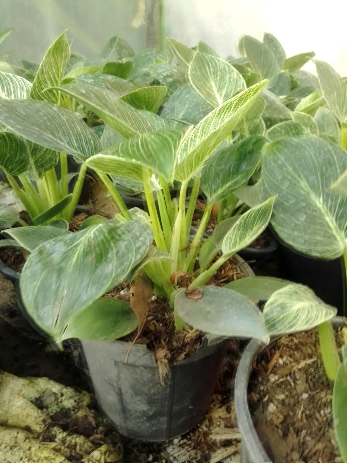 گل طبیعی برکین گلدون 14|گل و گیاه طبیعی|بابل, |دیوار