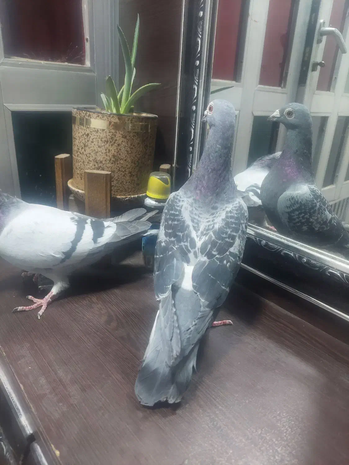 کبوتر|پرنده|بروجرد, |دیوار