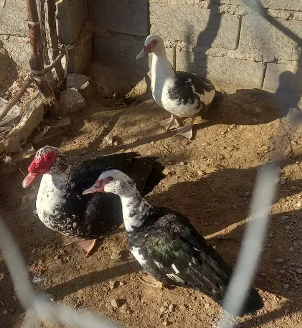 تخم نطفه دار اردک هلندی|حیوانات مزرعه|زابل, |دیوار