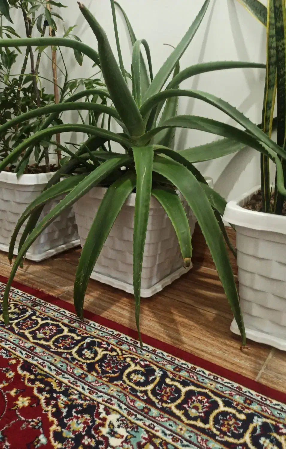 گل شاداب و دارویی آلوئه ورا|گل و گیاه طبیعی|نقده, |دیوار