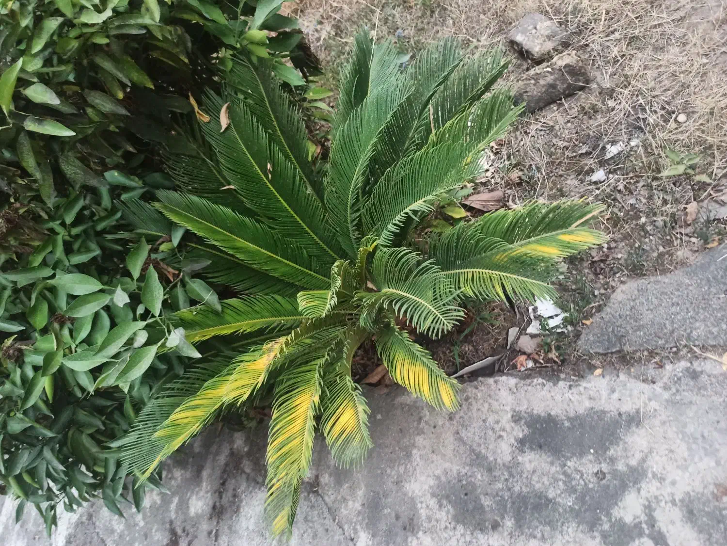 سیکاس|گل و گیاه طبیعی|رشت, پسیخان|دیوار