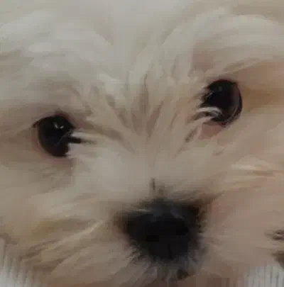 سگ شیتزو کراس|سگ|تهران, پردیسان|دیوار