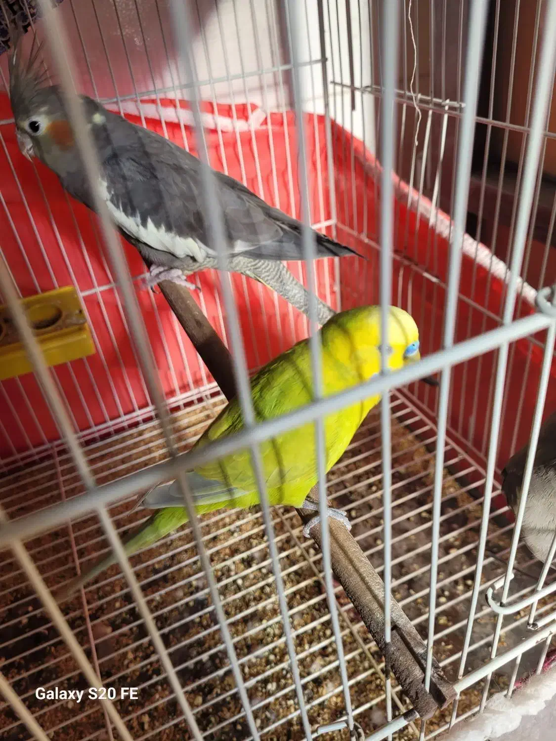 طوطی عروس ۱ساله|پرنده|ساری, |دیوار