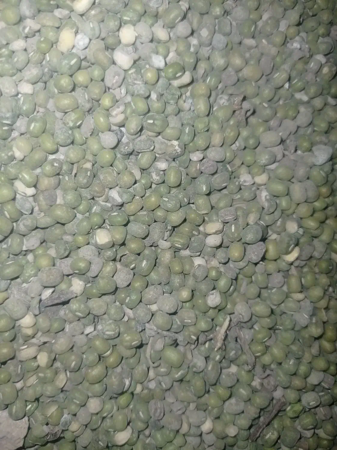 فروش ماش عمرانی|عمده‌فروشی|کرخه, |دیوار