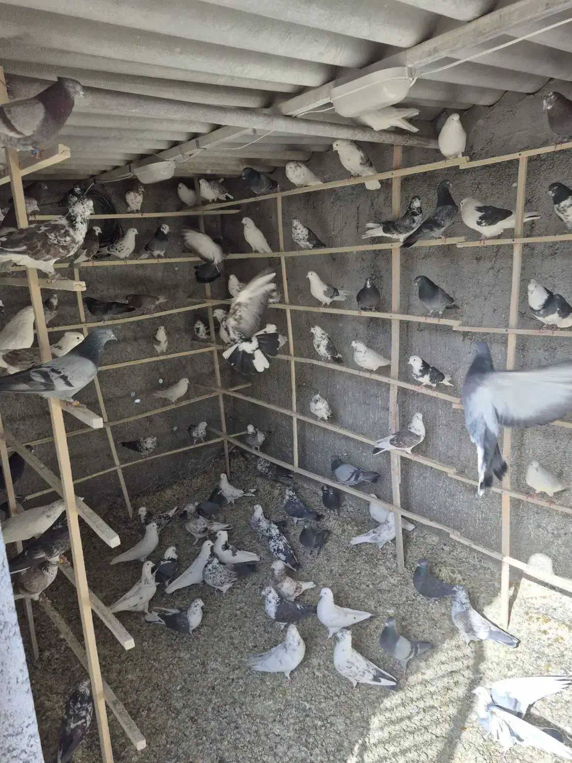 کفتر یا کبوتر|پرنده|ری, علایین|دیوار