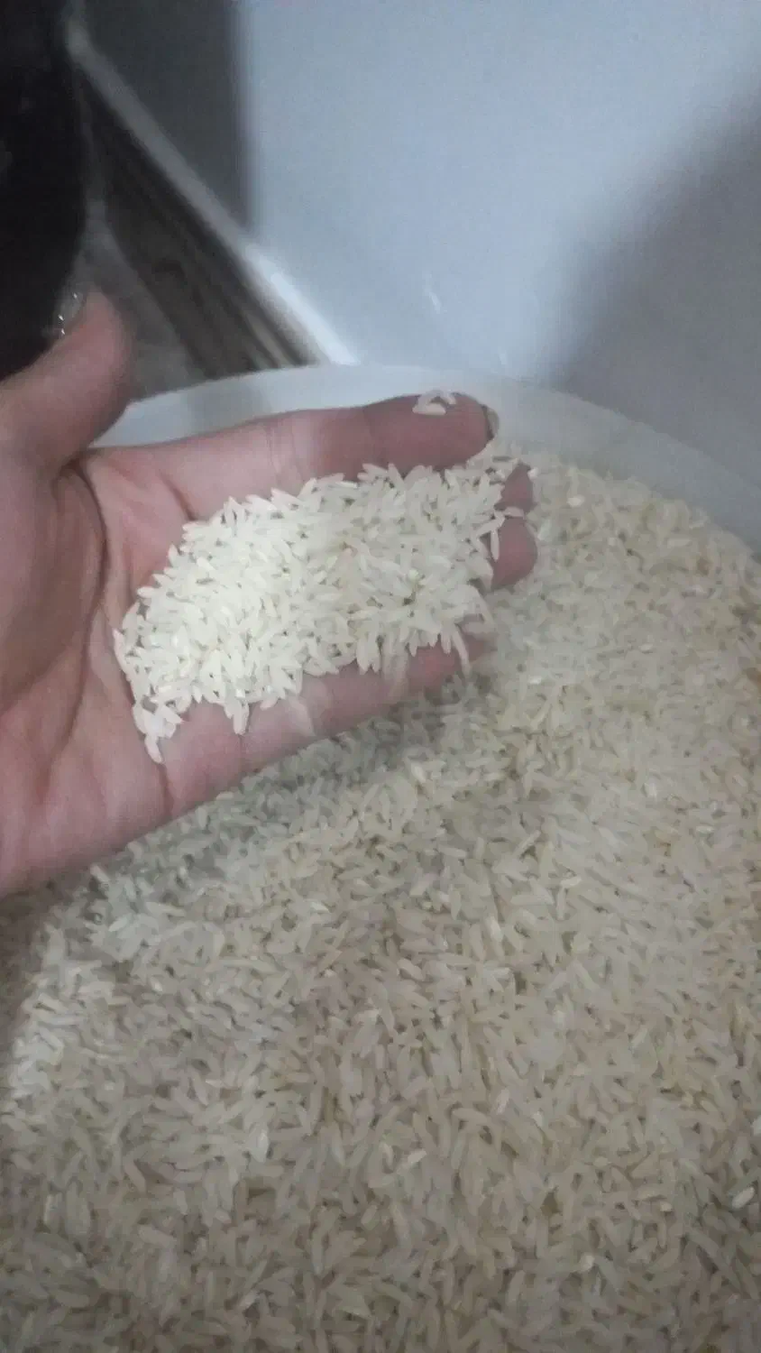 برنج طارم هاشمی|عمدهفروشی|قائمشهر, |دیوار