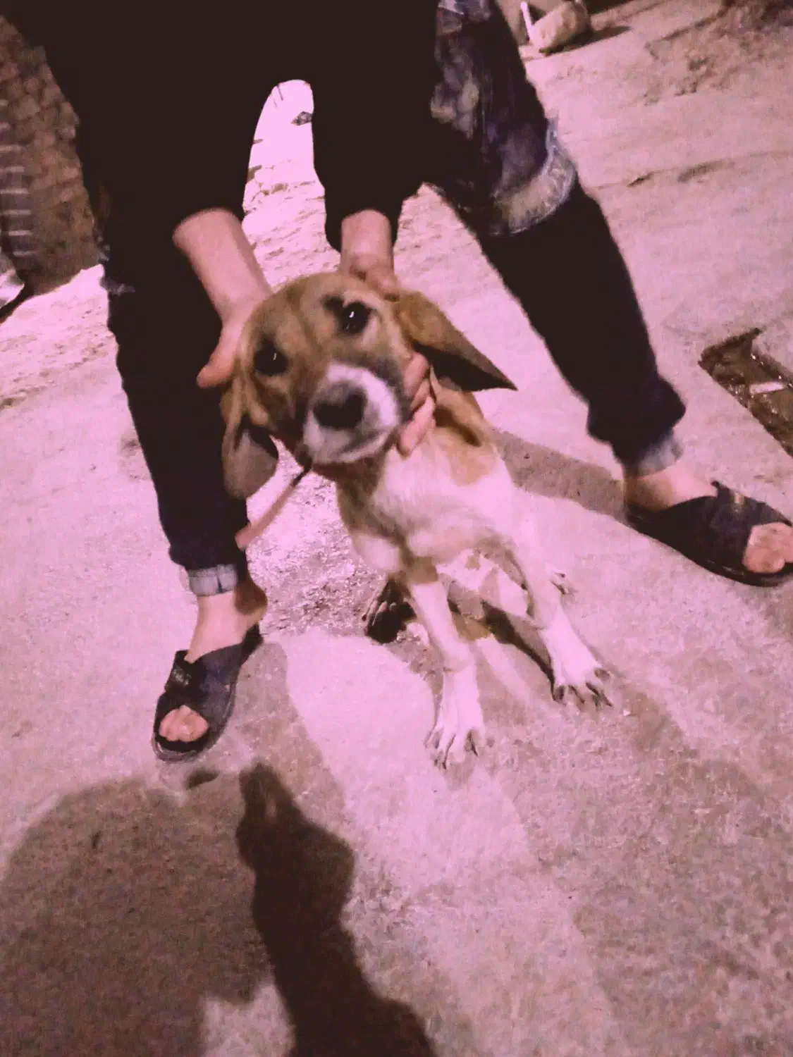 توله قیمت ۵۵۰۰|سگ|مینودشت, |دیوار