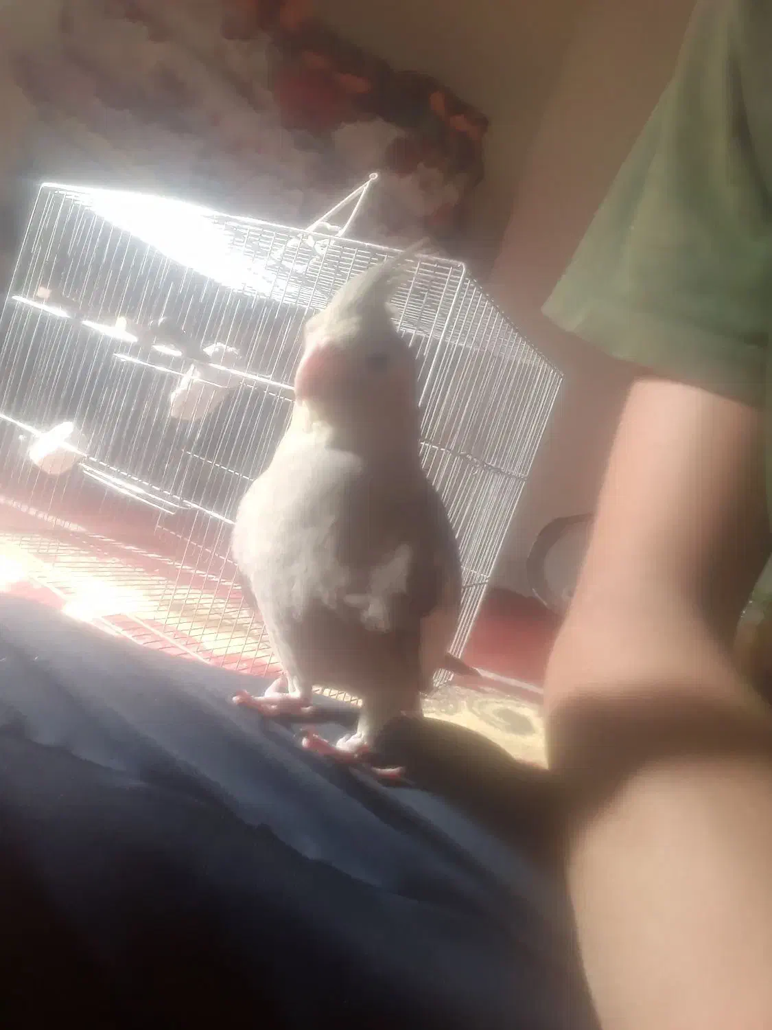 عروس هلندی|پرنده|زنجان, |دیوار