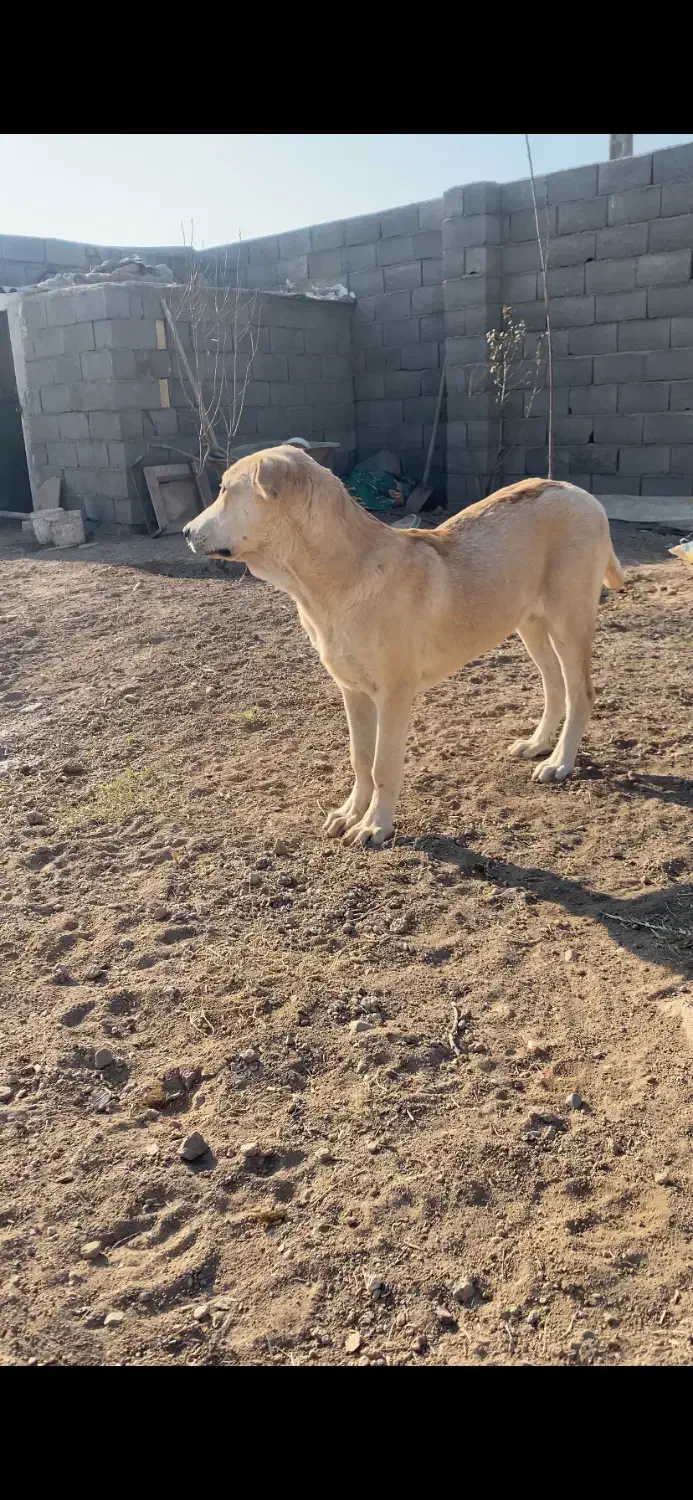 سگ سرابی ماده|سگ|صوفیان, |دیوار