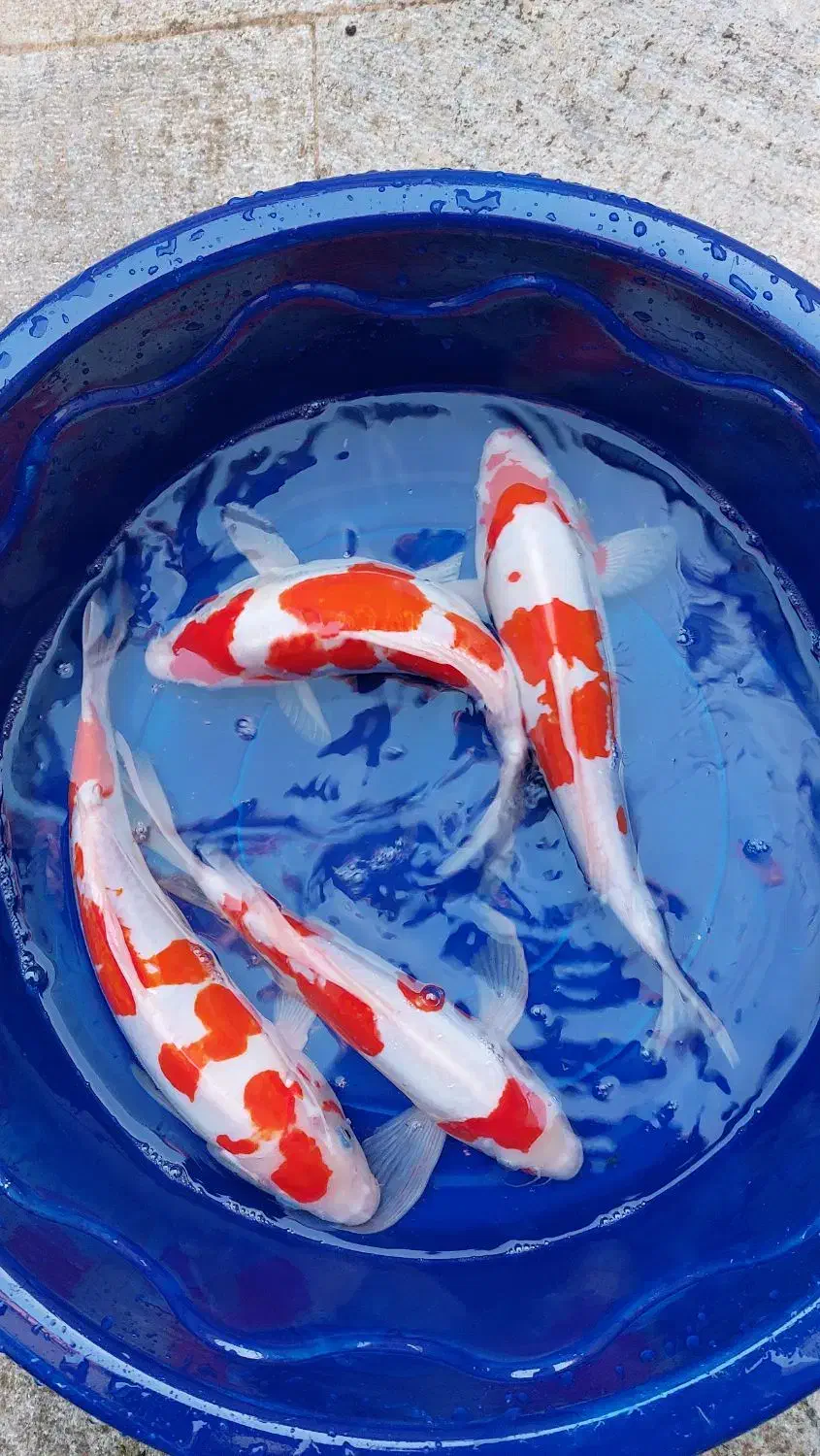 ماهی کوی از ریز تا مولد|ماهی|اصفهان, کارلادان|دیوار