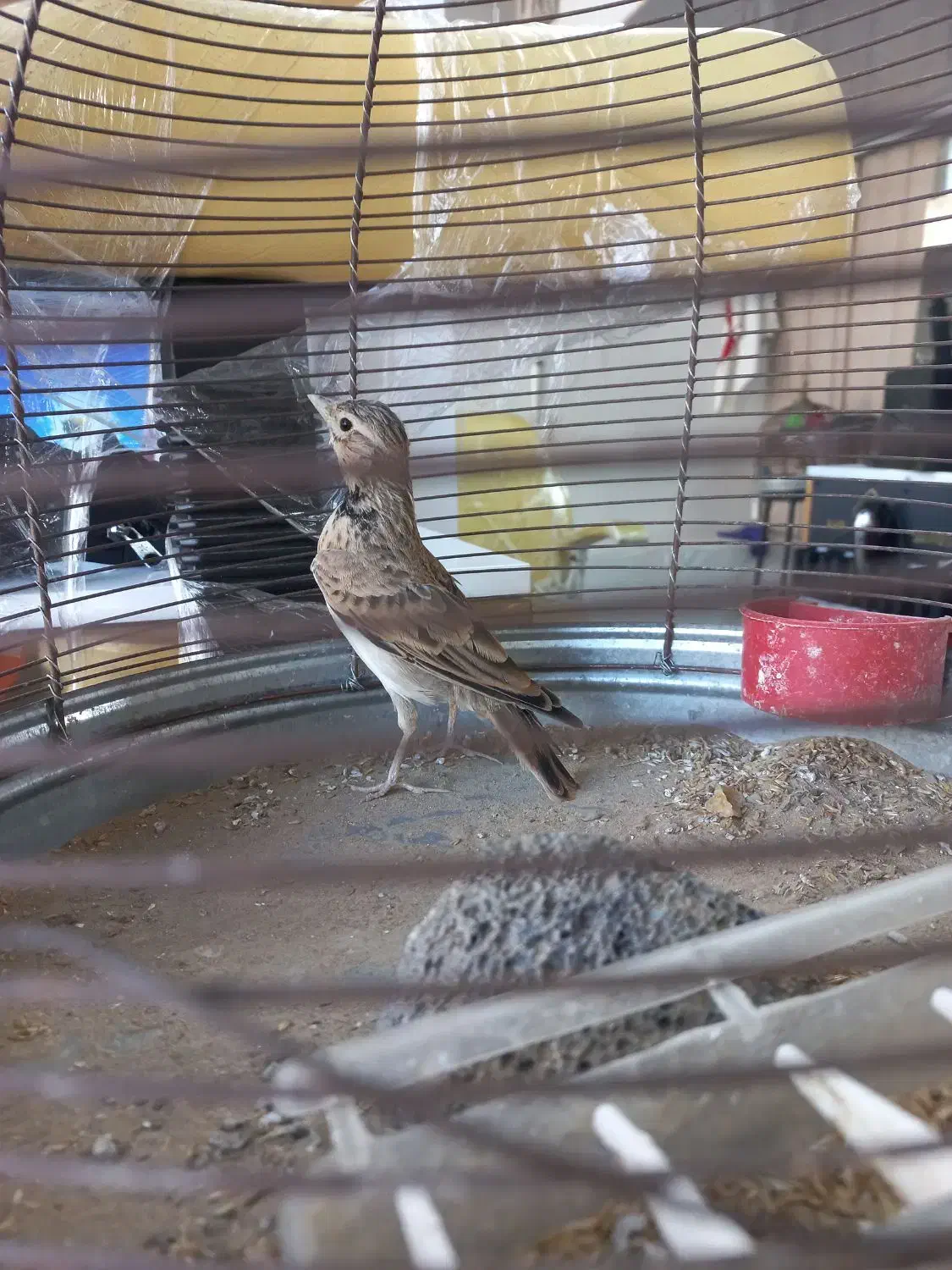 سهره قناری|پرنده|جهرم, |دیوار