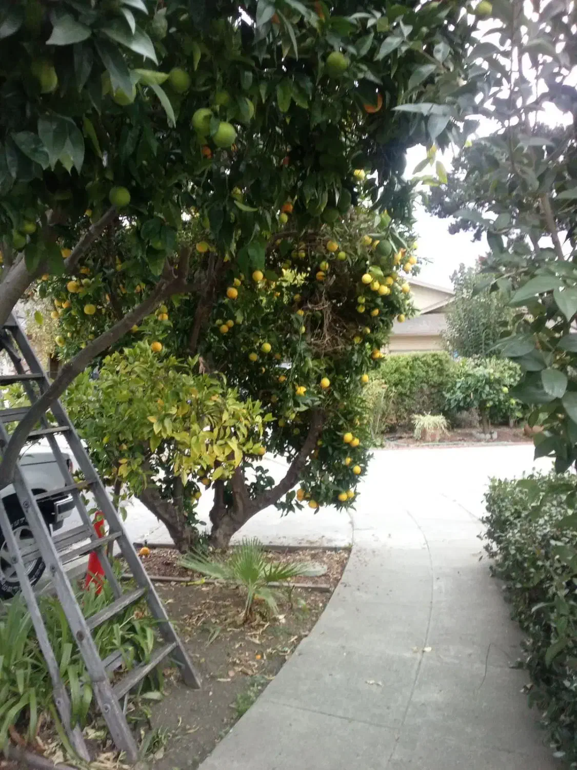 راهنمایی|فعالیت داوطلبانه تحقیقاتی|زنجان, |دیوار