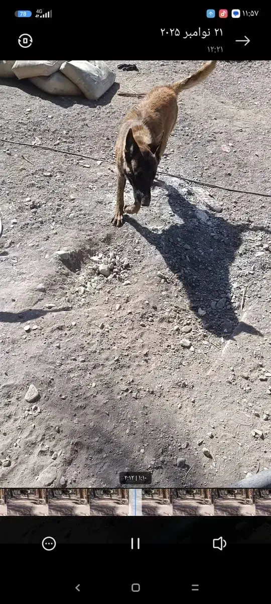 سگ گمشده|حیوانات|بم, |دیوار