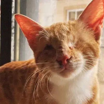 واگذاری گربه در رشت|گربه|رشت, معلولین|دیوار