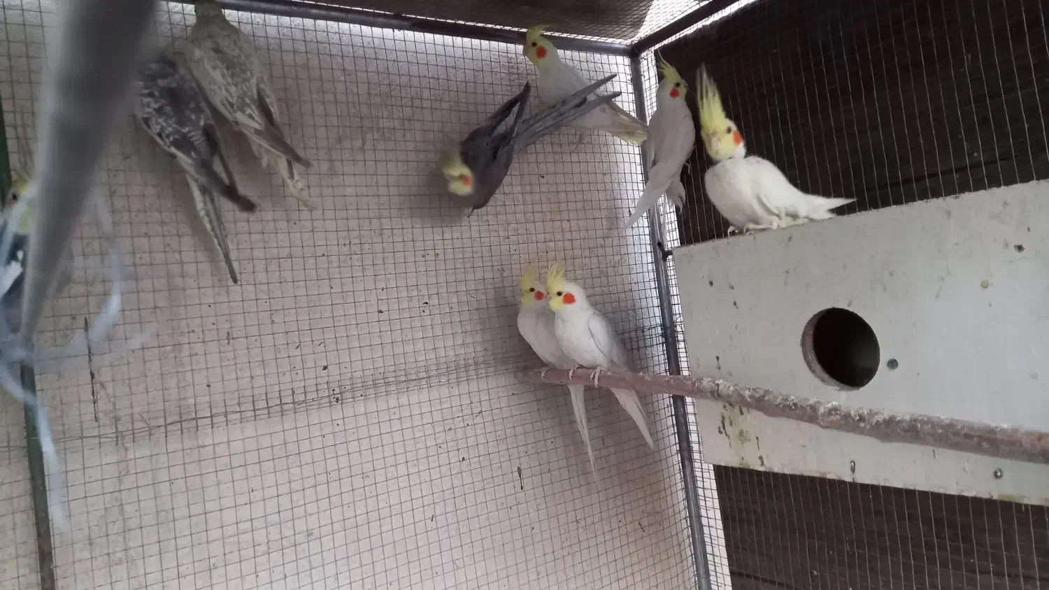 ۹عددعروس هلندی نروماده|پرنده|برخوار, |دیوار