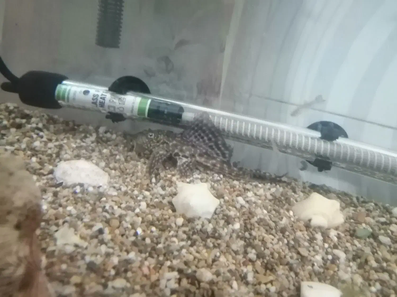 ماهی آکواریم لجن خوار|ماهی|قم, اسمعیل آباد|دیوار