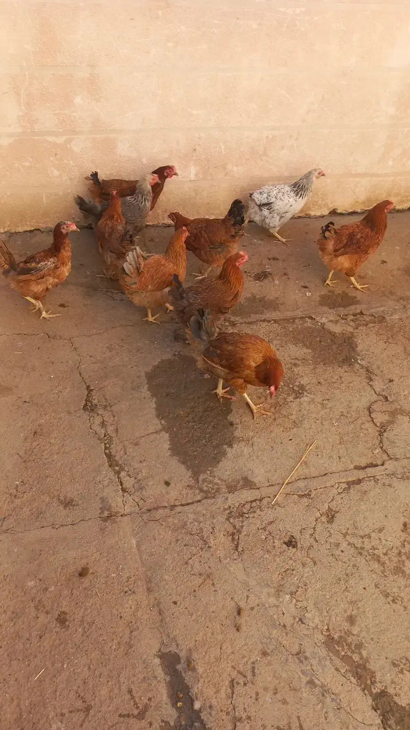 مرغ|حیوانات مزرعه|زاغه, |دیوار