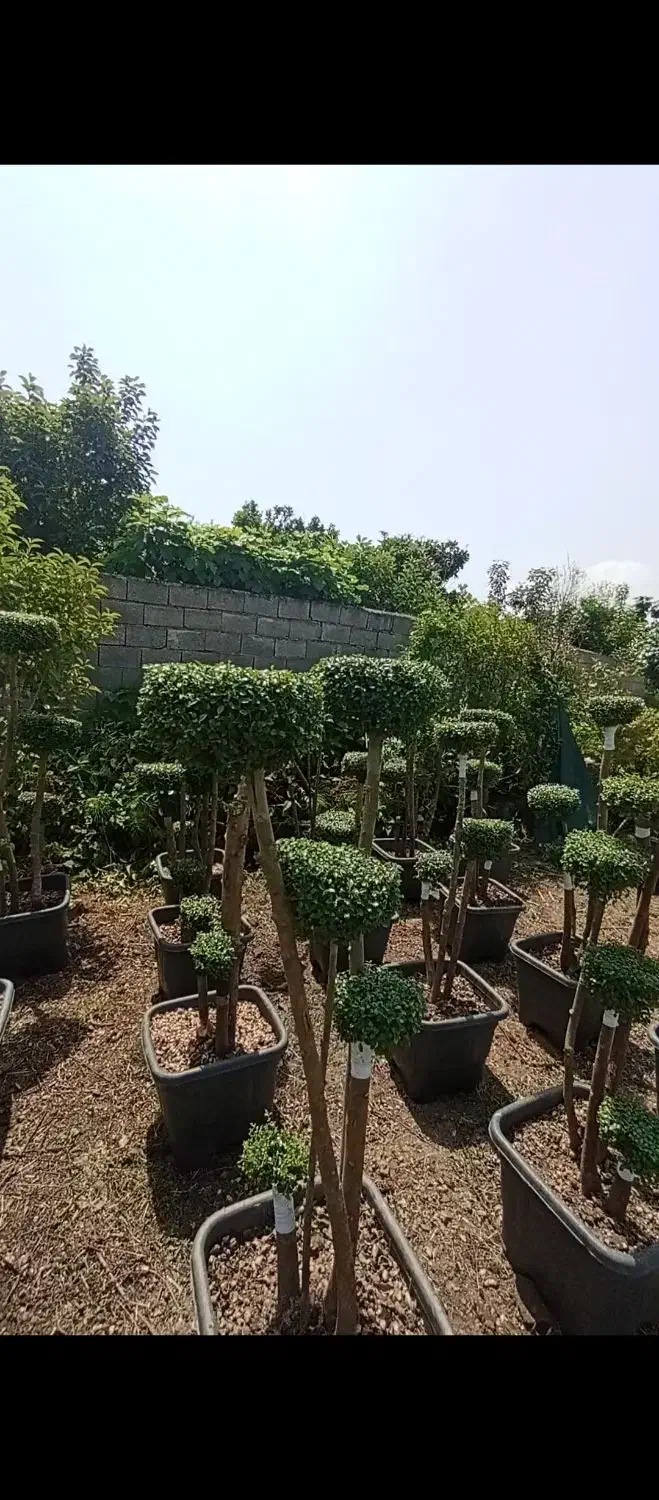 مورد پیوندی|گل و گیاه طبیعی|کلاچای, |دیوار