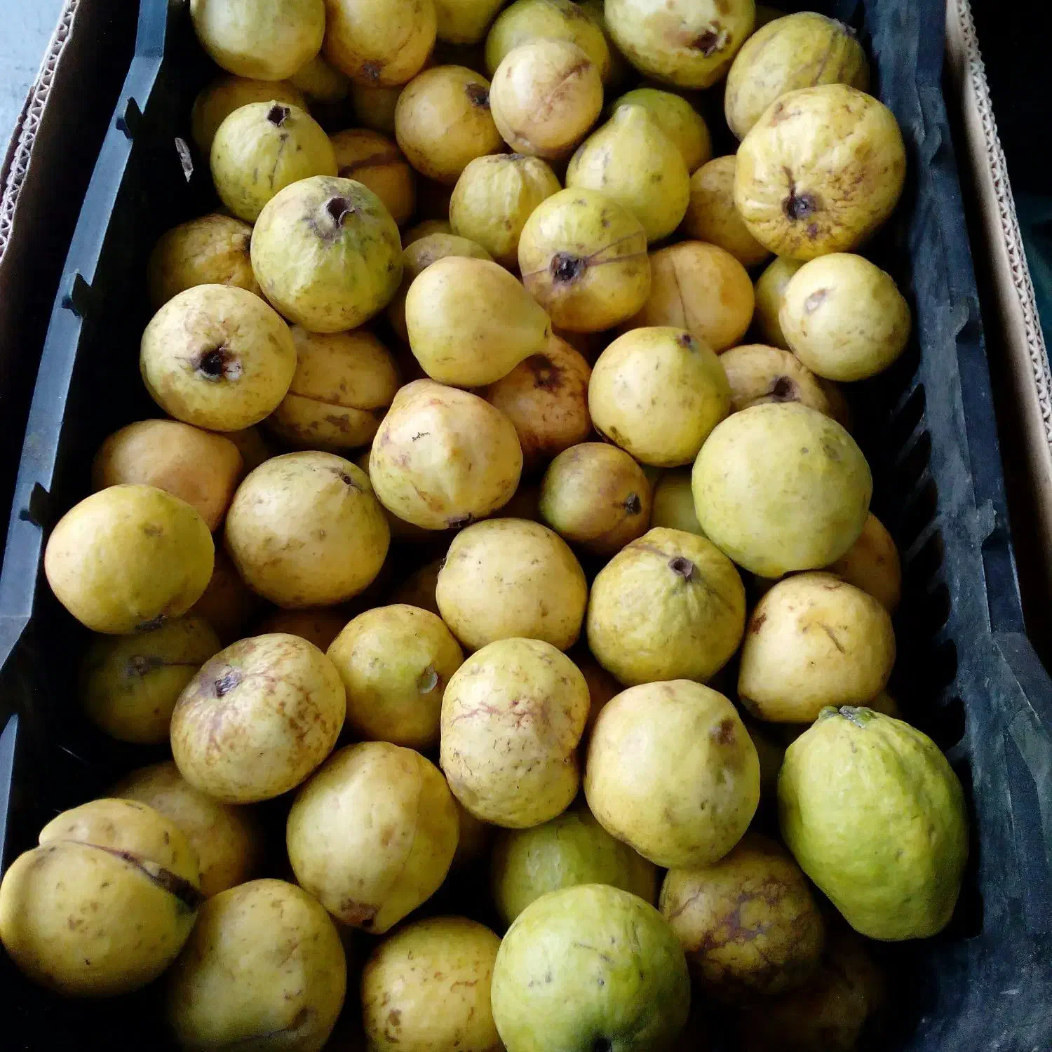 زیتون بندری (جوافه) (گواوا) فروش عمده|خوردنی و آشامیدنی|عسلویه, |دیوار