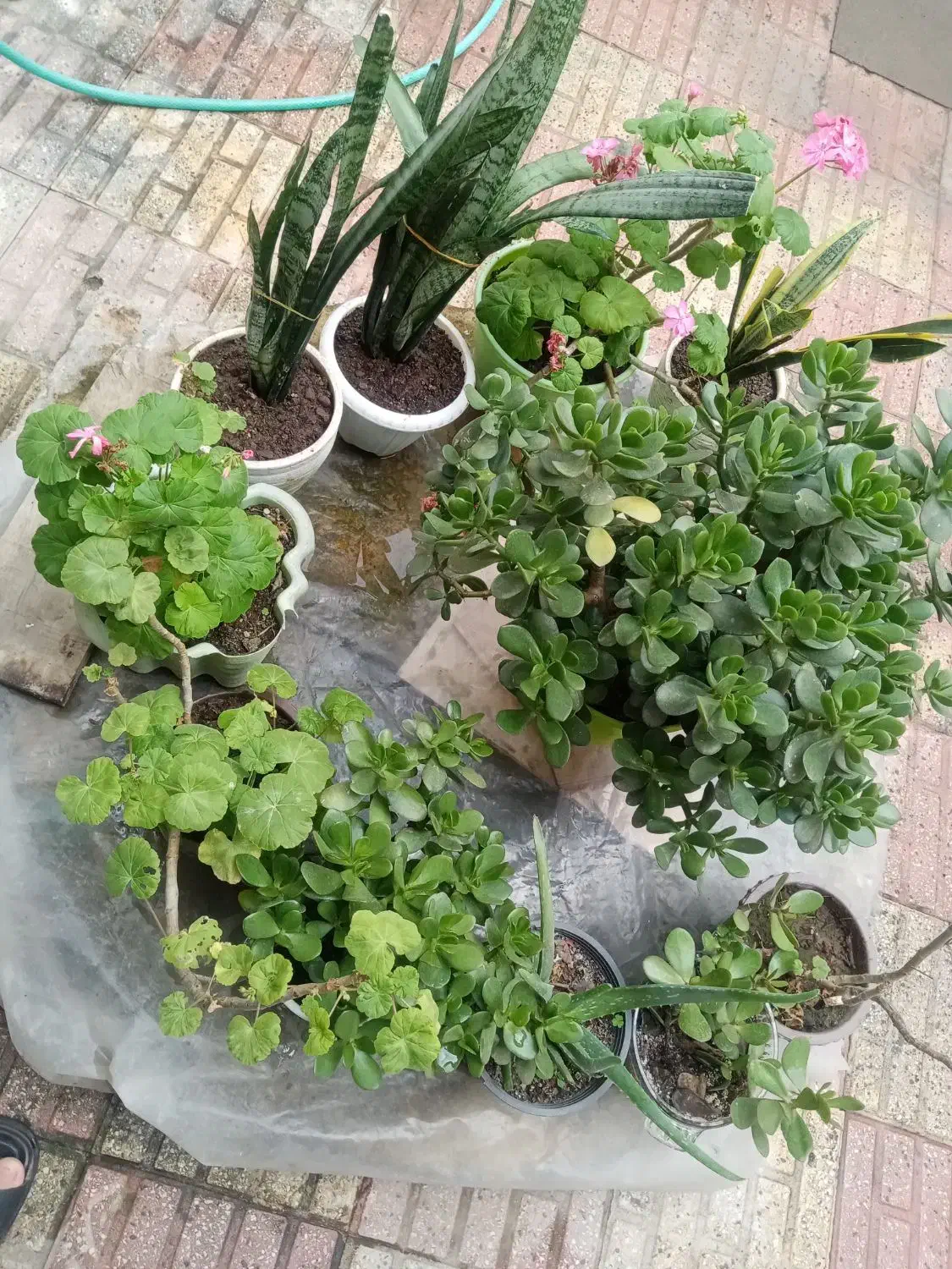 گل گیاه|گل و گیاه طبیعی|لاهیجان, کاروانسرابر|دیوار