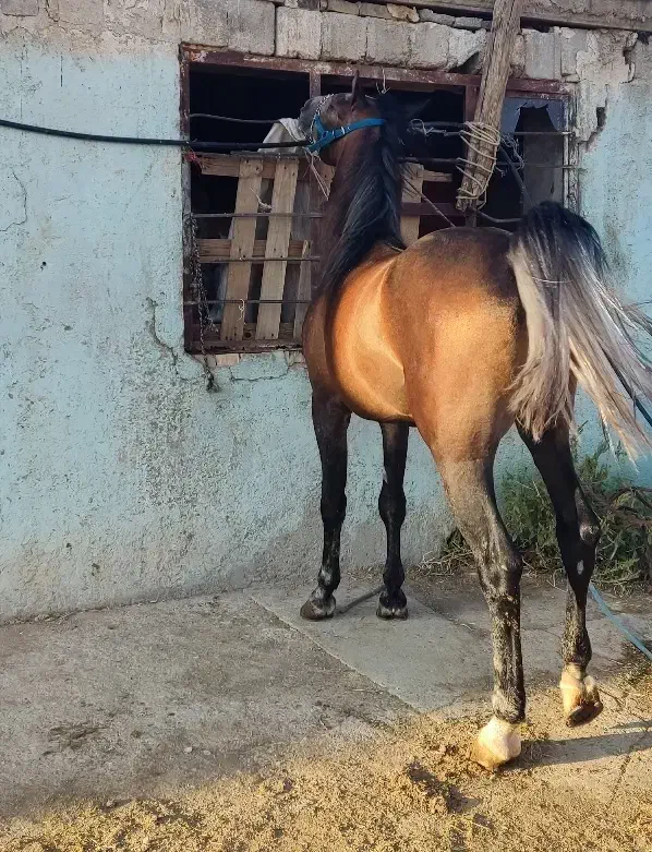 اسب|اسب و تجهیزات اسب‌سواری|رستم, |دیوار