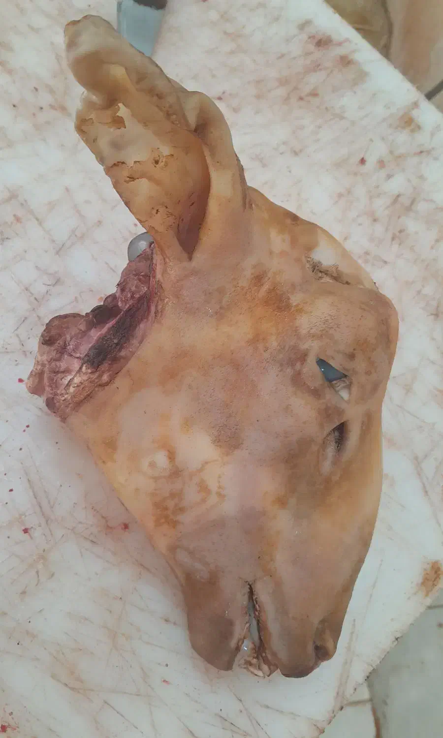 کله پاچه پاک شده .ایلام. به صورت عمده. ارسال داریم|خوردنی و آشامیدنی|ایلام, |دیوار