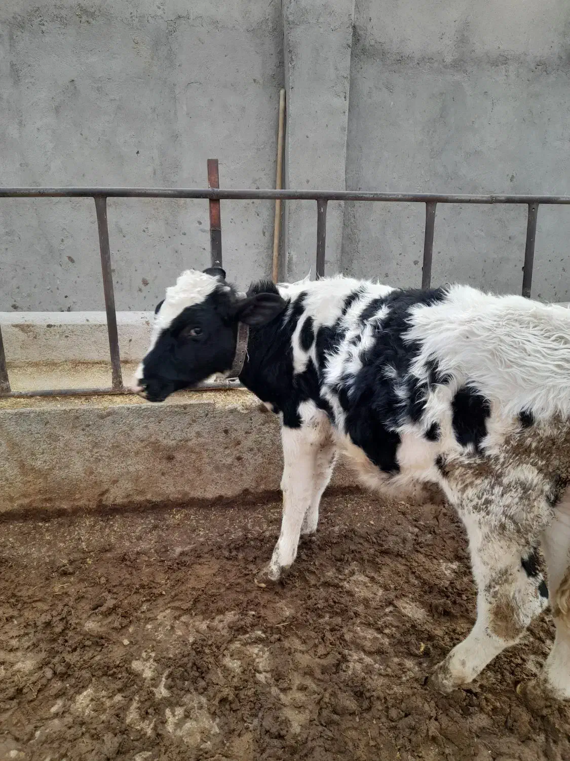 گوساله هلشتاین نر|حیوانات مزرعه|فامنین, |دیوار