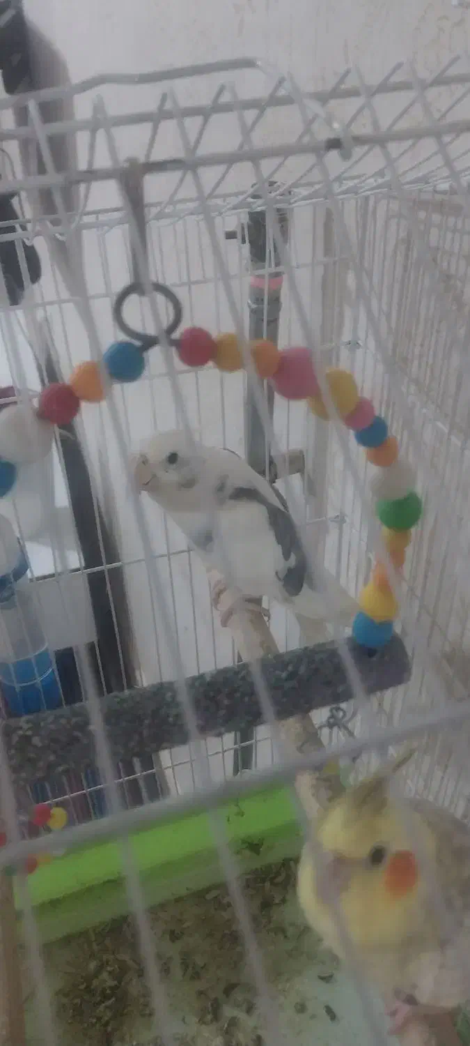 عروس هلندی نر دوکت|پرنده|شوط, |دیوار