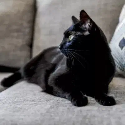 واگزاری بلک کت|گربه|کرمانشاه, |دیوار