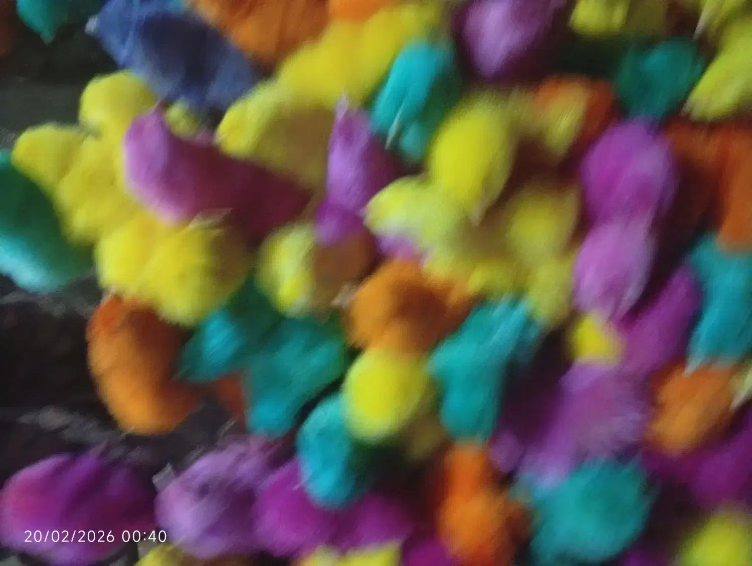 جوجه رنگی فقط 25|حیوانات مزرعه|زرندیه, |دیوار