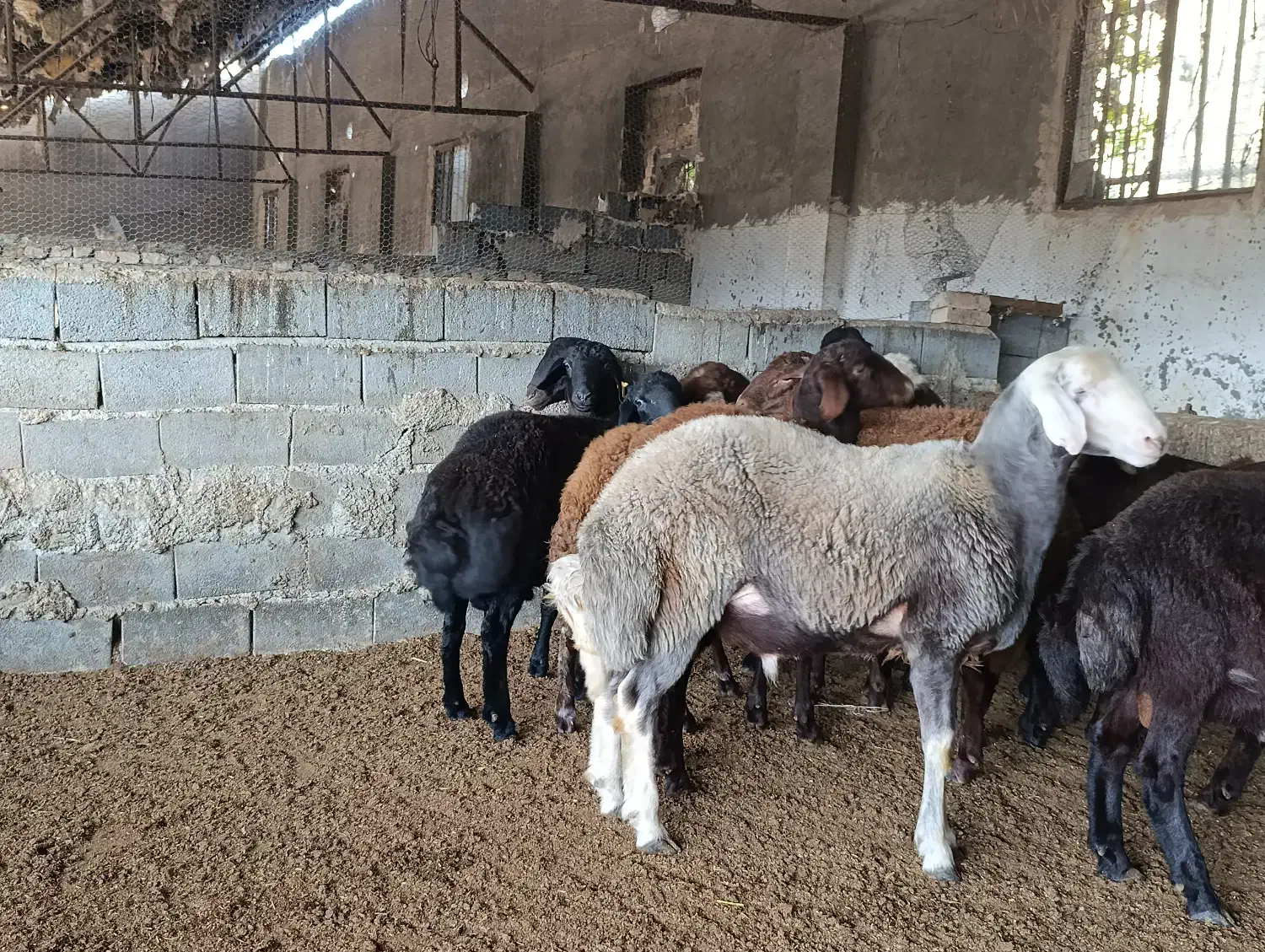 گوسفند نر، قوچ تخمی|حیوانات مزرعه|نکا, |دیوار