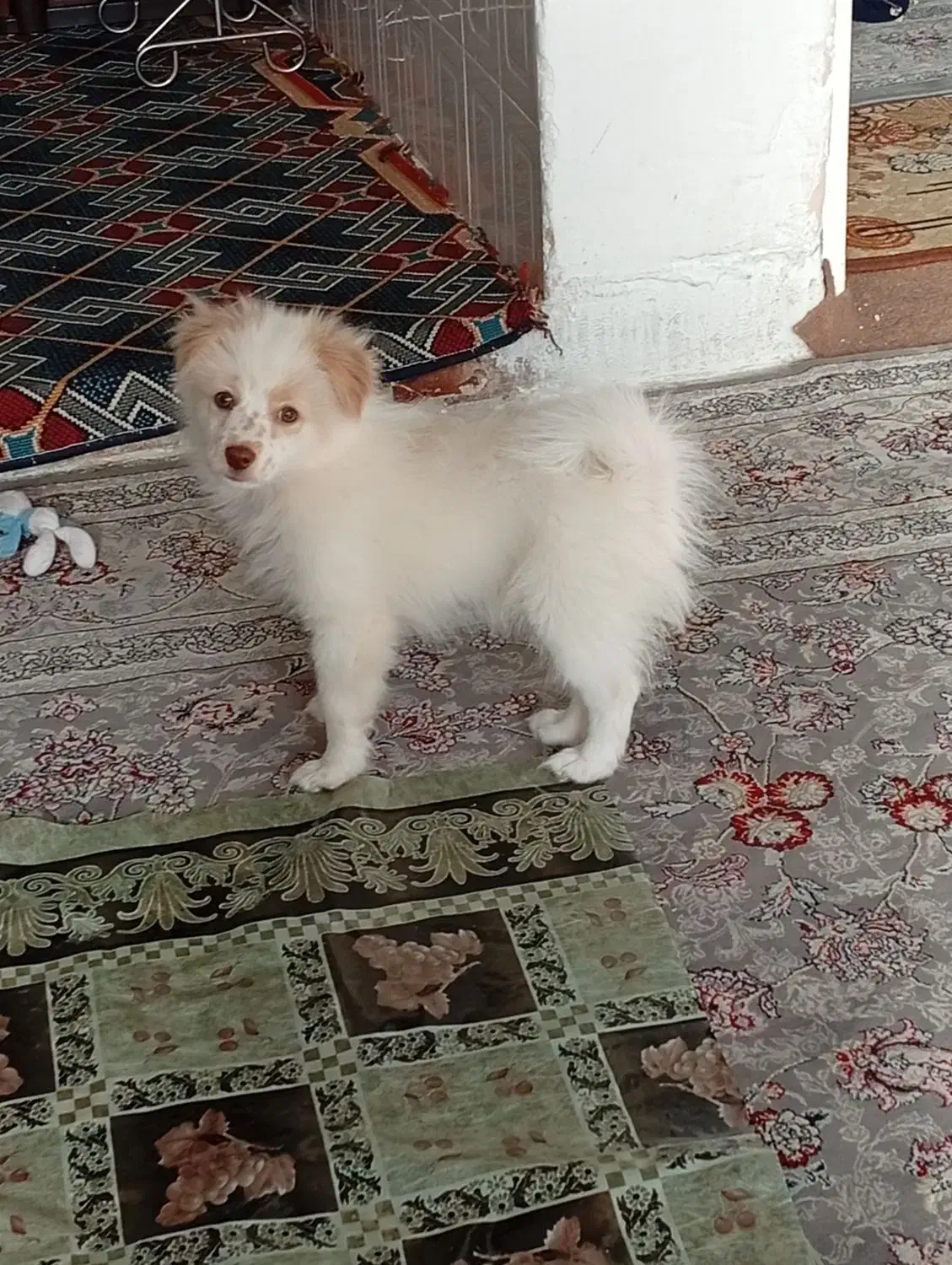 سگ پاپی|سگ|اصفهان, عمان سامانی|دیوار