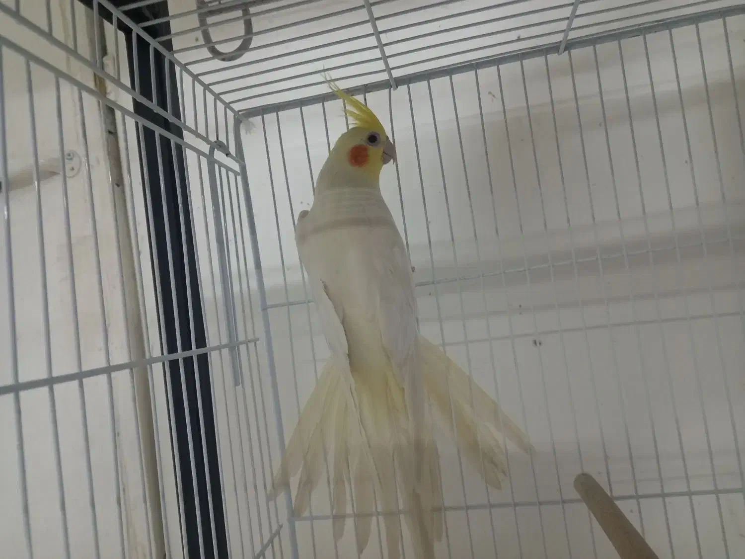 عروس هلندی نر|پرنده|قائن, |دیوار