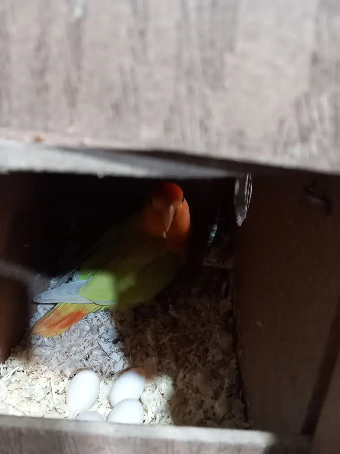 برزیلی مولد تضمینی|پرنده|تهران, امام زاده عبدالله|دیوار