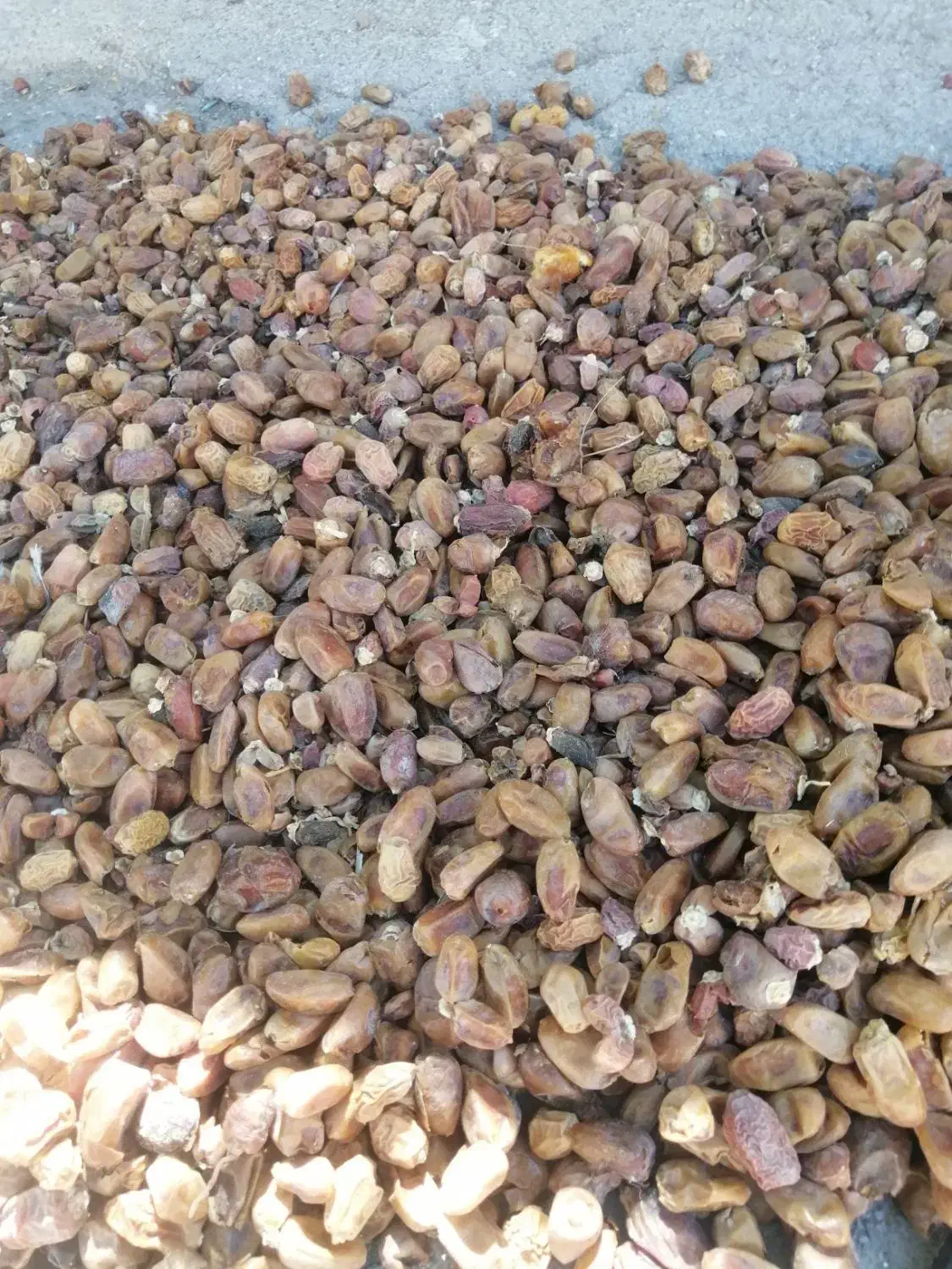 فروش کنگه تمیز|عمدهفروشی|کنار تخته و کمار, |دیوار