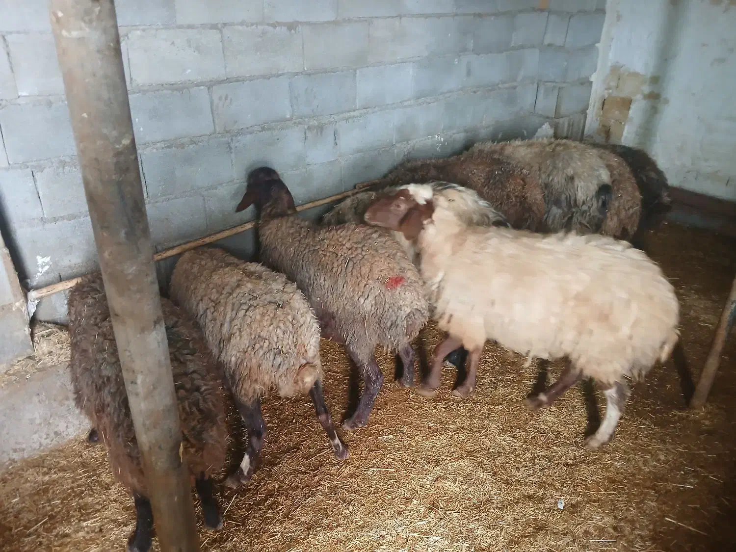 جفتی ۳۵ مقطوع|حیوانات مزرعه|نورآباد, |دیوار