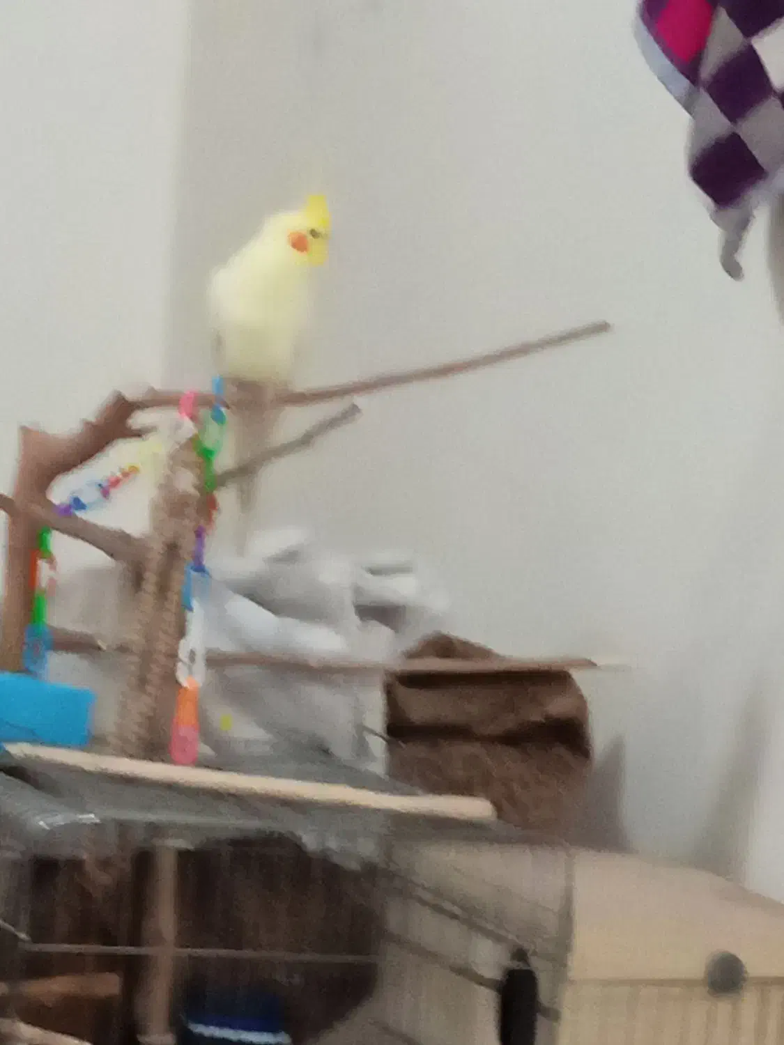 لوتینو نر دوساله|پرنده|فردیس, شهرک ناز|دیوار