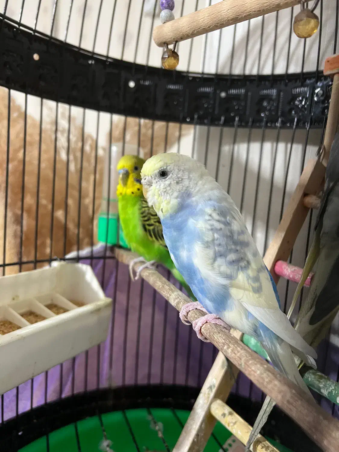 مرغ عشق سالم سرحال|پرنده|علیآباد کتول, |دیوار