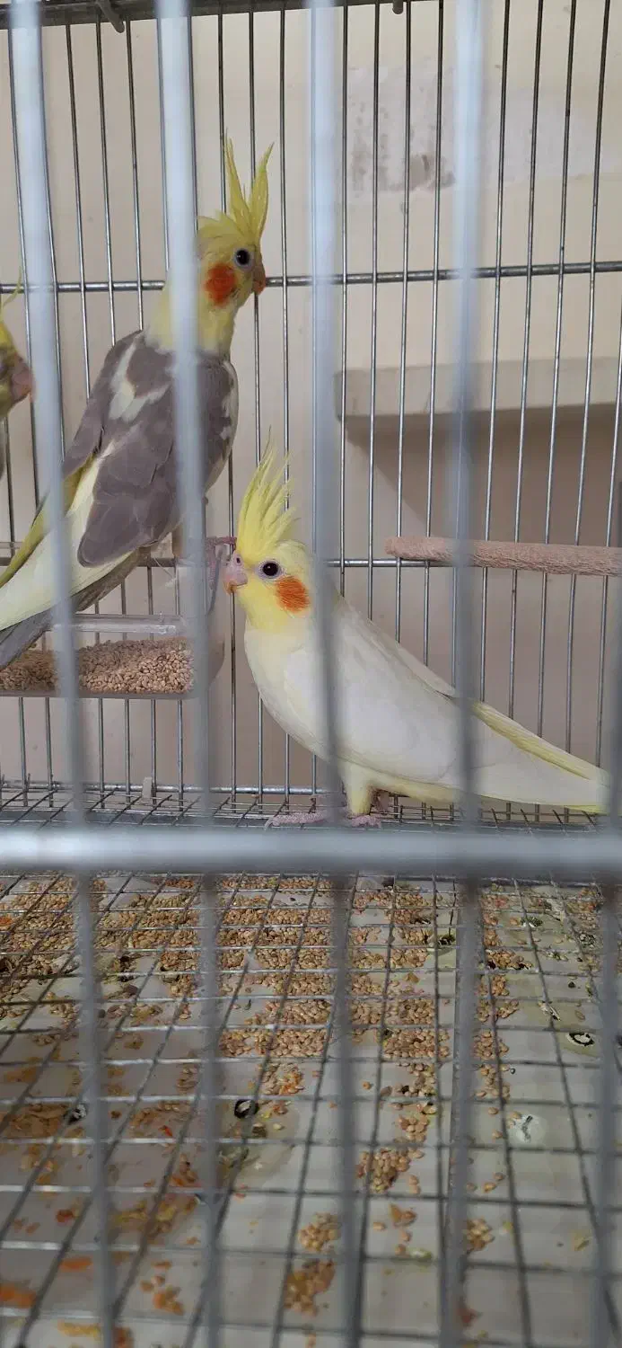 عروس هلندی|پرنده|قزوین, |دیوار