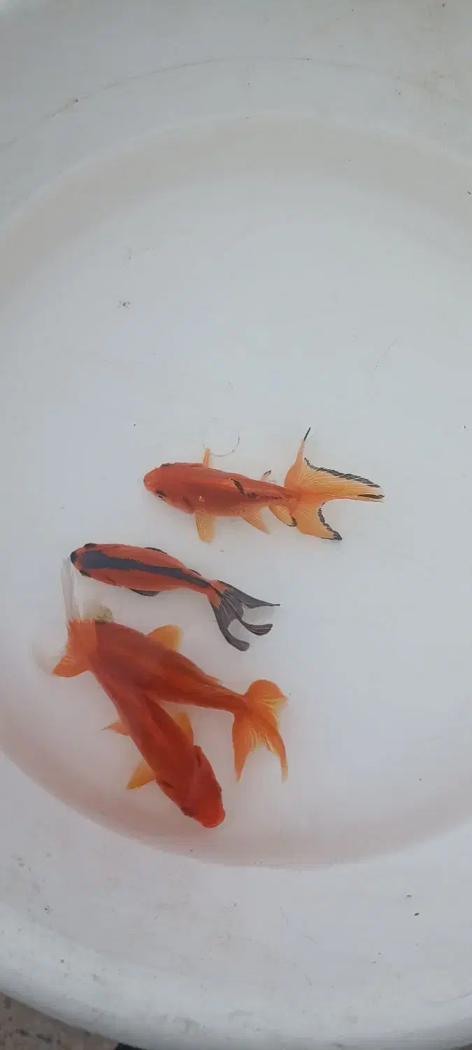 ماهی قرمز|ماهی|قوچان, |دیوار