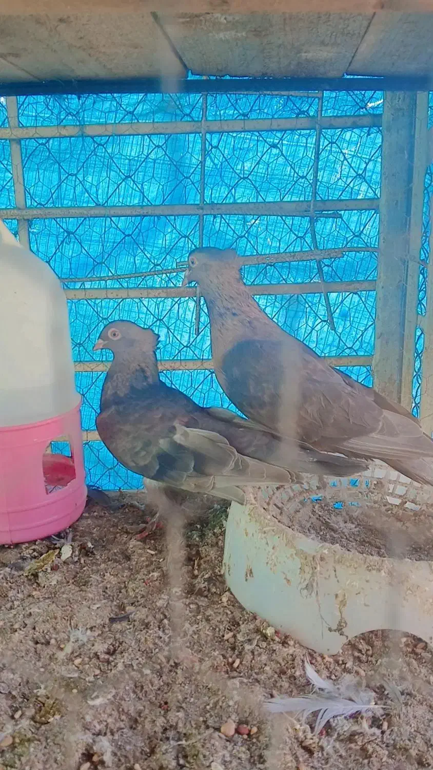 کبوتر|پرنده|نوشهر, |دیوار