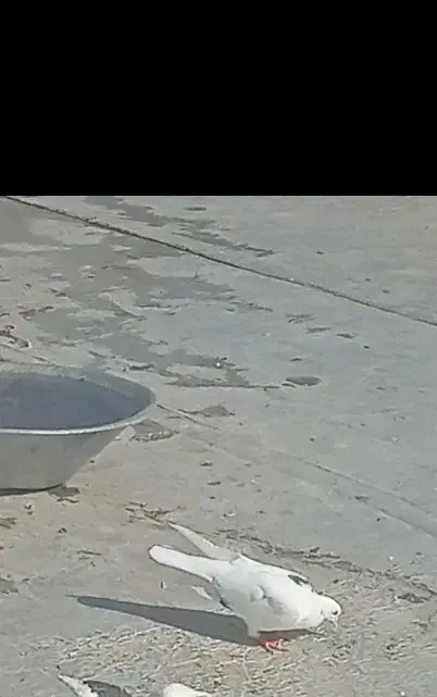 دوتا کفتر محدوده شهرک همت تار شده|پرنده|شاهرود, |دیوار