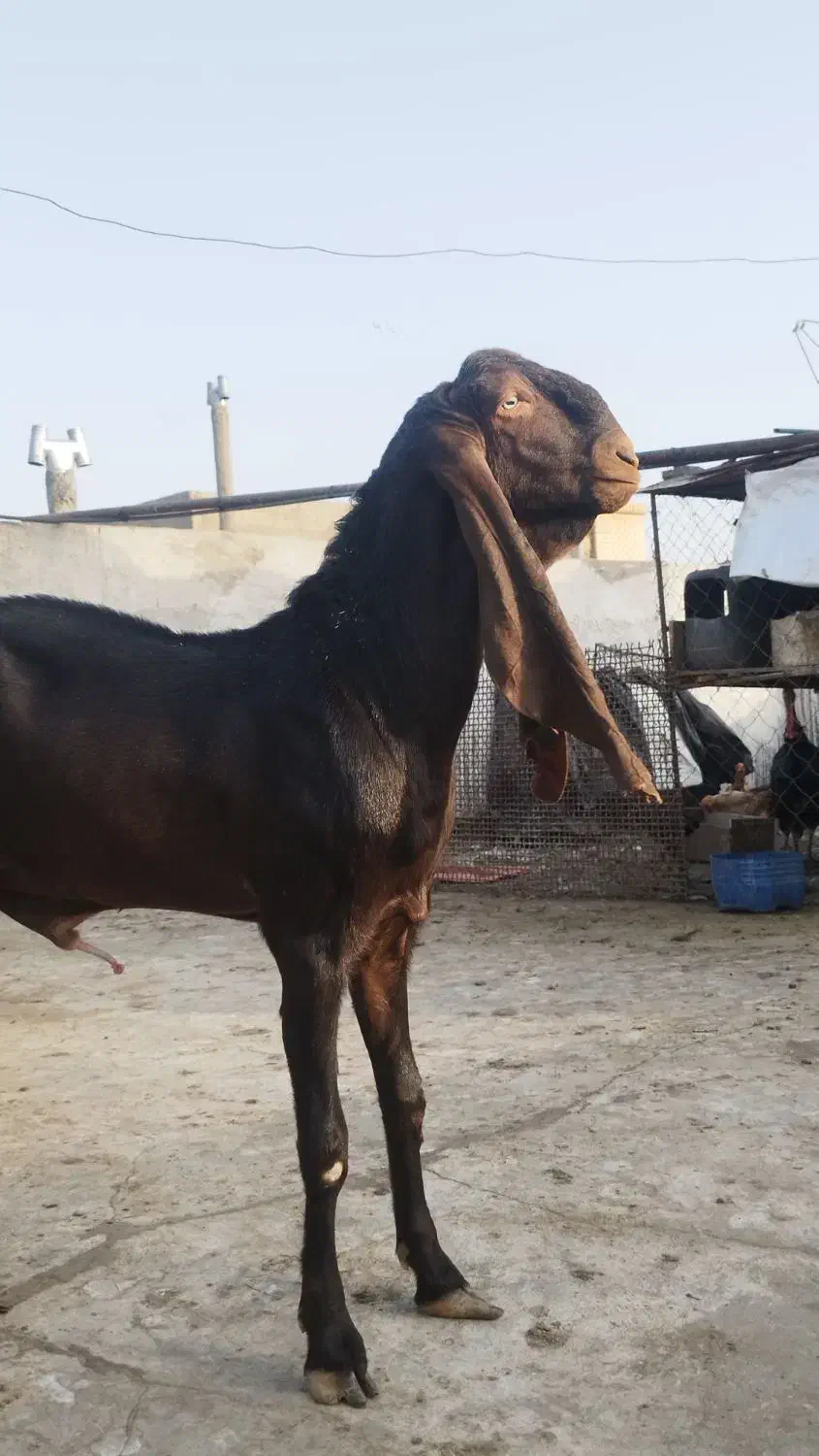 دوعددنربز مری اصیل گوش دراز|حیوانات مزرعه|زاهدان, |دیوار